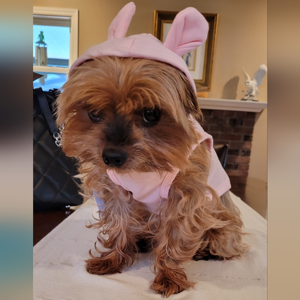 Charming Pink Dog Bunny Hoodie